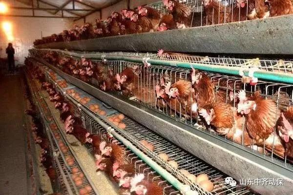 蛋价、淘鸡价纷纷回落 何时才能迎来反弹?