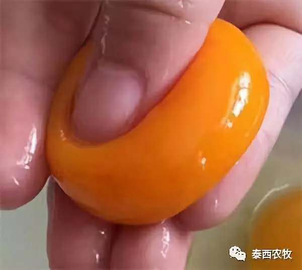 你知道添加蛋鸡辣椒油粉的好处吗?