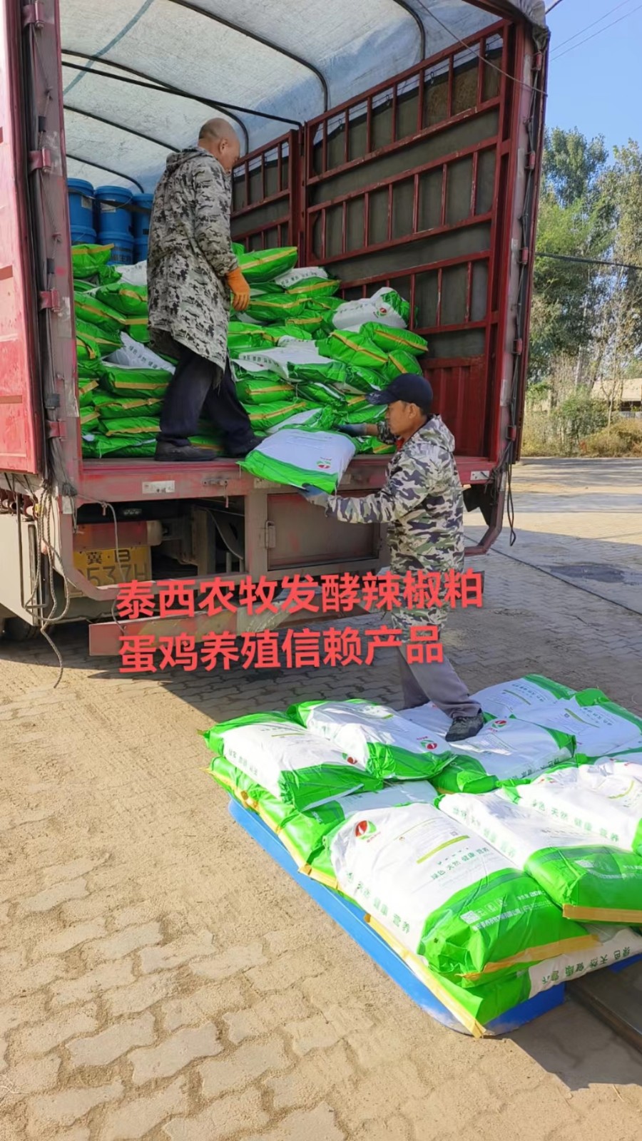 蛋鸡养殖发酵辣椒粕降低鸡蛋破损率提升 养殖效益
