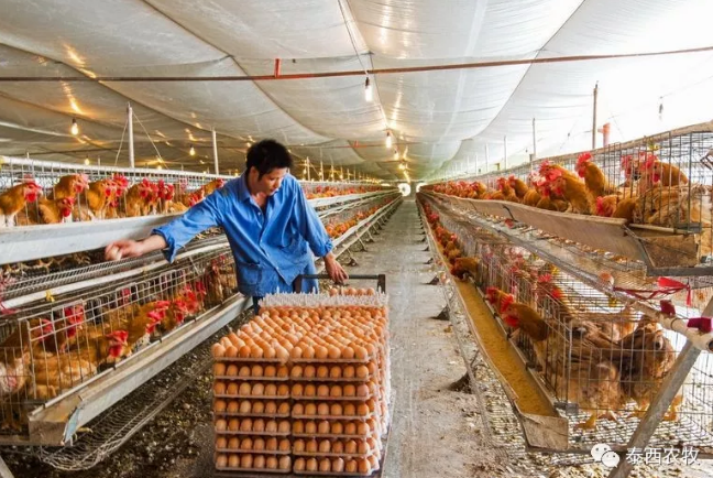 肉鸡饲料是不是能量、蛋白质含量越高越好？