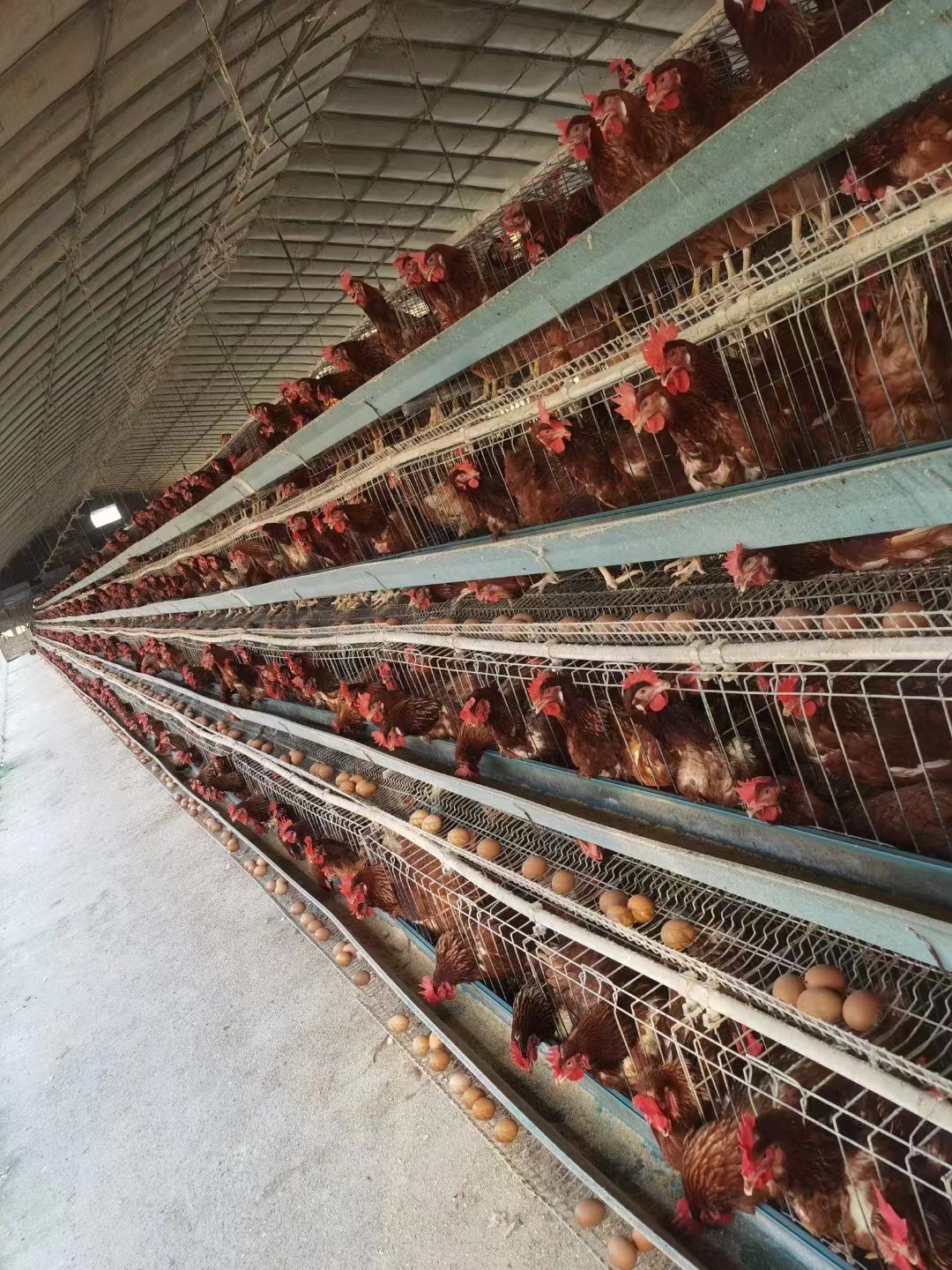 泰西农牧蛋鸡辣椒专用油粉蛋禽养殖代替豆油饲料利用率高