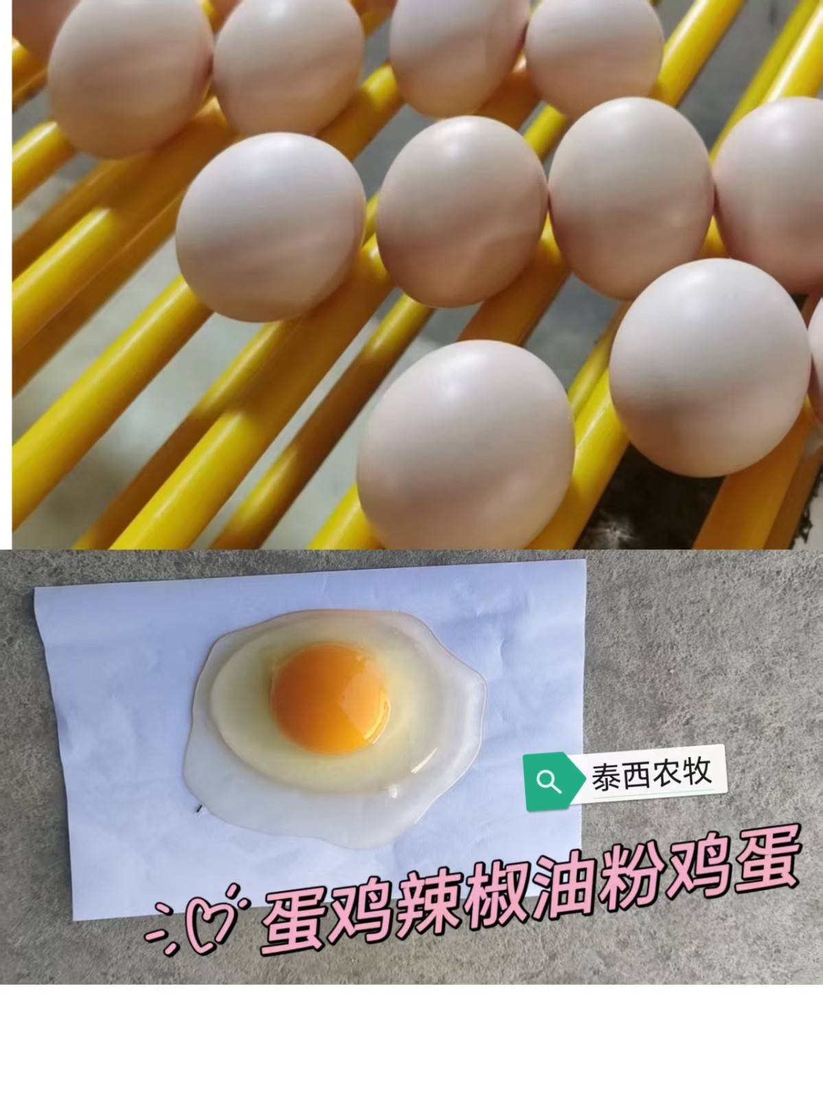 泰西农牧生物辣椒油粉蛋鸡养殖